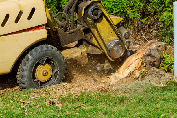 Best Mulching Services  in Montauk, NY