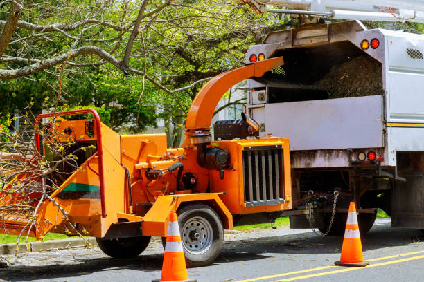 Best Hazardous Tree Removal  in Montauk, NY