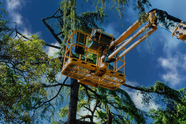 Reliable Montauk, NY Tree Services Solutions