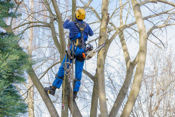 Best Commercial Tree Services  in Montauk, NY