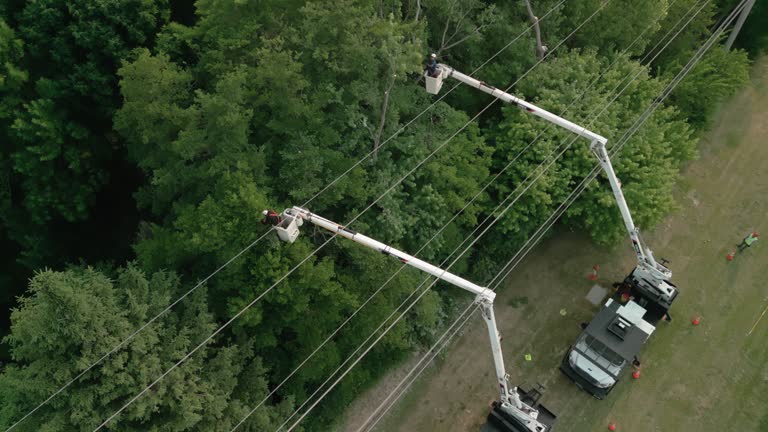 How Our Tree Care Process Works  in  Montauk, NY