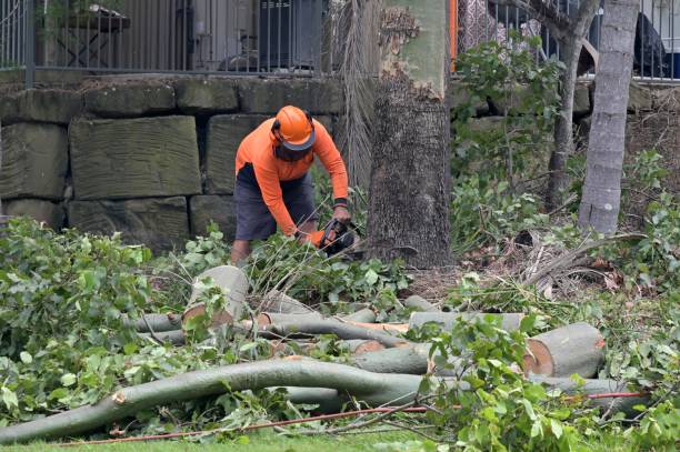 Best Arborist Consultation Services  in Montauk, NY