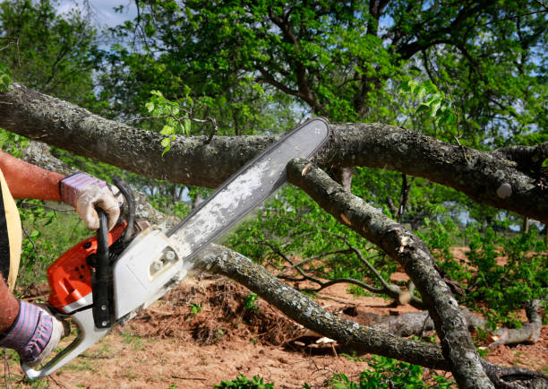 Best Tree Trimming and Pruning  in Montauk, NY