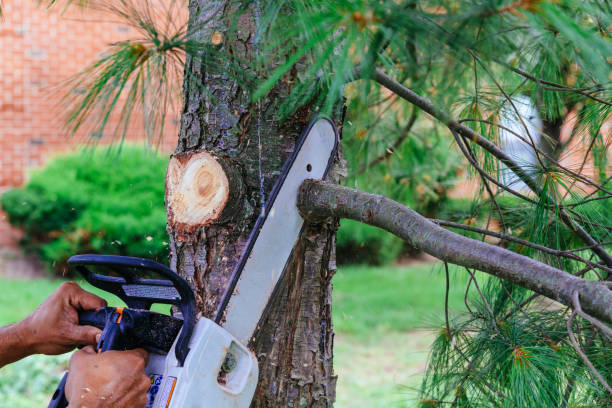 Best Lawn Pest Prevention  in Montauk, NY